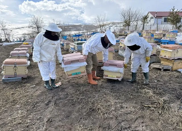 Ardahan'da kovanlar bahara kayıpsız açıldı, bal üreticileri sezona umutla başladı
