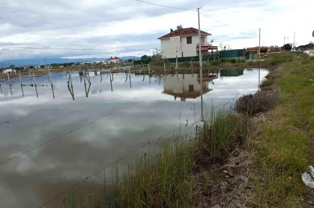 Balıkesir'de nisan yağmurları zeytincileri sevindirdi