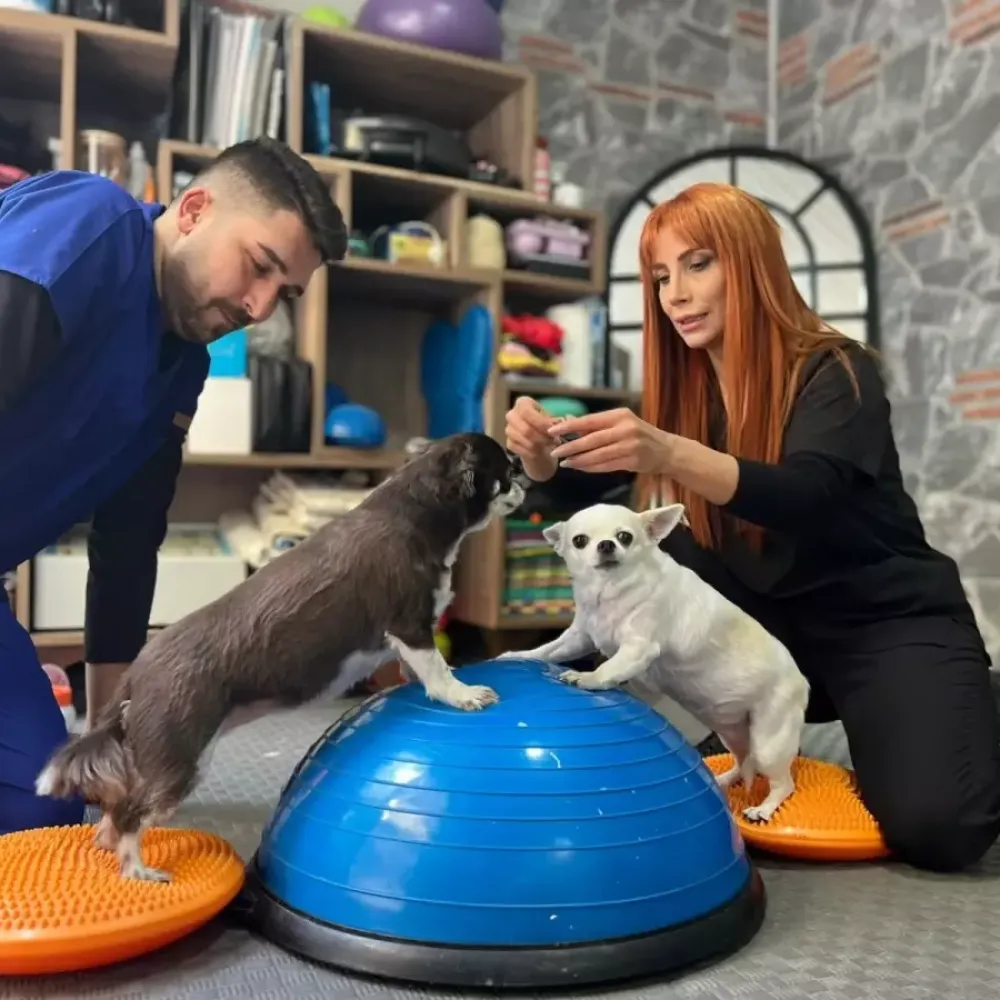 Başkentte Obeziteyle Mücadele Eden İkiz Köpeklerin Pilates Mesaisi