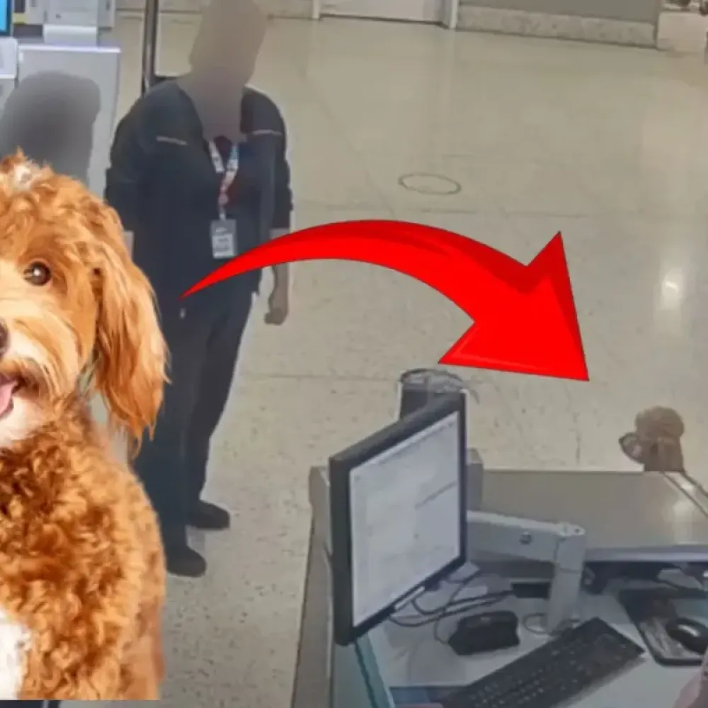 Havalimanında Skandal: Kadın Uçağa Binebilmek için Köpeğini Terk Etti