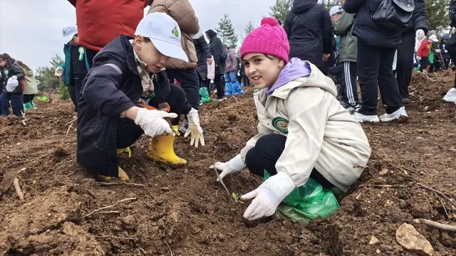 Karabük'te Yangın Sonrası Orman Alanı Canlandırılıyor