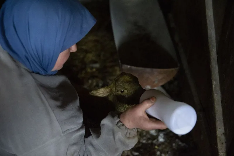 Bolu'da dördüz yavrulayan koyun yetiştiricisini sevindirdi