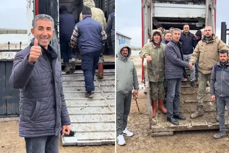 Rekord Kıran Koyun Alımı: Türkiye'de Hayvancılık Sektörüne Yeni Bir Soluk
