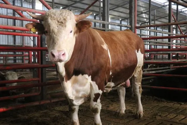 1,5 tonluk dev tosun Kurban için hazır! İşte istenen fiyat