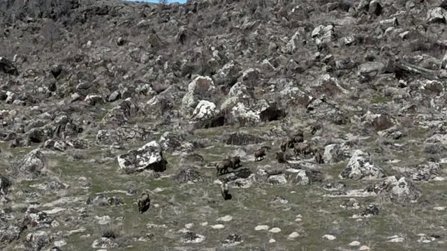 Adilcevaz'da domuzlar çiftçileri bezdirdi