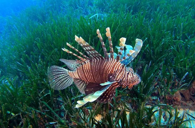 Akdeniz'in Mavi Sularında İstilacı Tür Kuşatması: Besin Zincirinde 'Çıkmaz Sokak' Tehlikesi