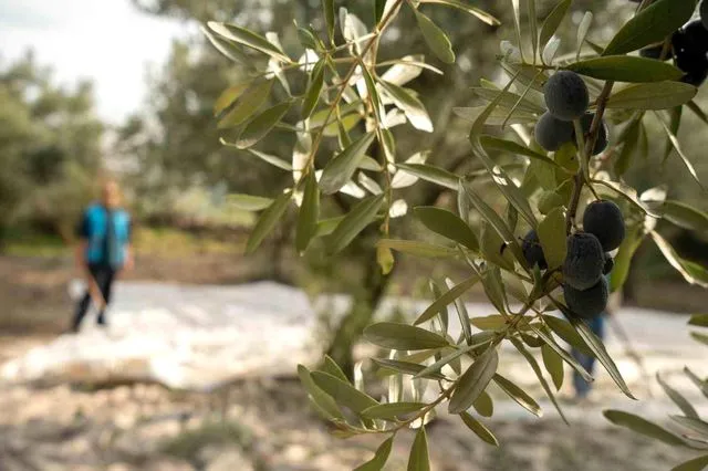 Akhisar'da zeytin için tarihi buluşma