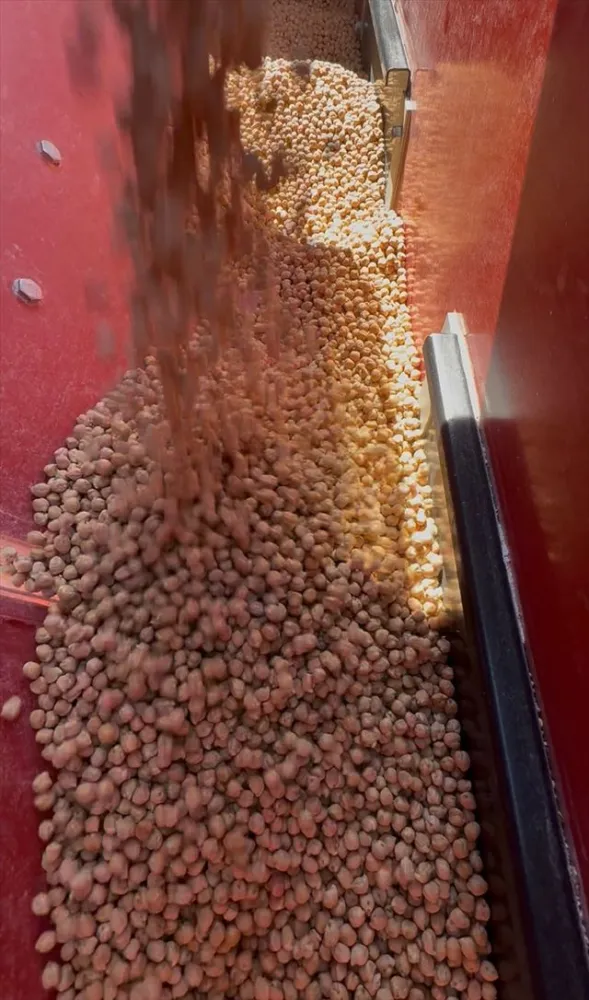 Akıncılar Belediyesi nohut ekimi yaptı