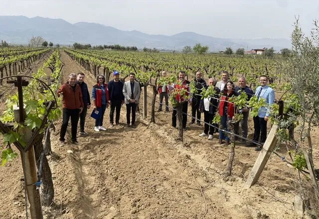 Alaşehir'de kontrollü ve kalıntısız bağcılık projesi başlatıldı