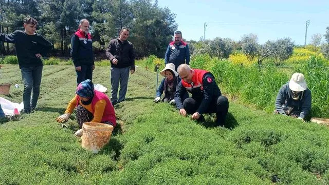 Altınözü'nde zahter hasadı başladı