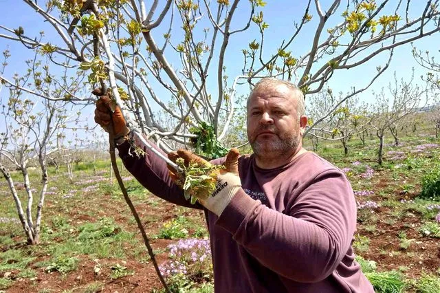 Arabanlı Fıstık Üreticileri Tırtıl İstilasına Karşı Teyakkuzda: Bahçelerde Zorlu Mücadele