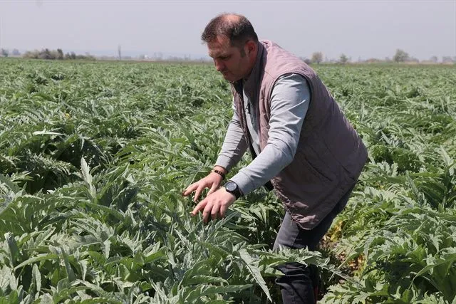 Ata toprağında enginar üretiyor