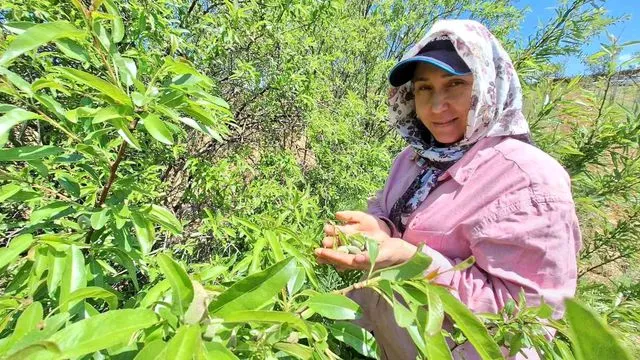 Baharın Habercisi Çağla Manisa Pazarda