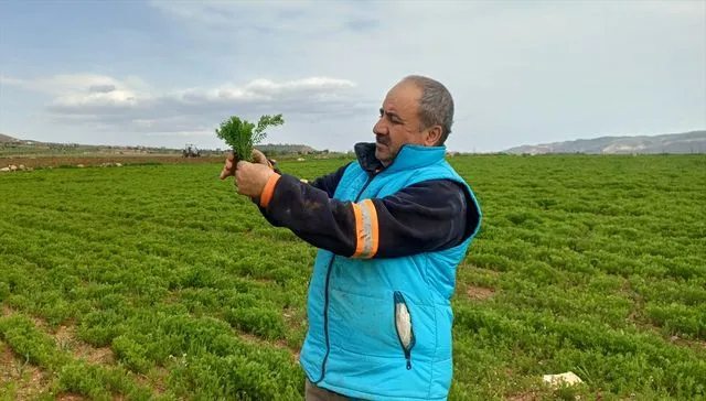 Batman'da artan yağış çiftçileri verim konusunda umutlandırdı