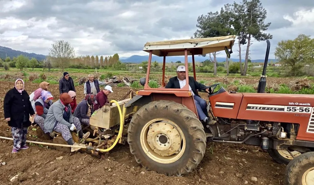 Beyağaç'ta Tütün Mesaisi Başladı: Belediye Başkanı Sezayi Pütün Üreticilerle Tarlada Bir Araya Geldi
