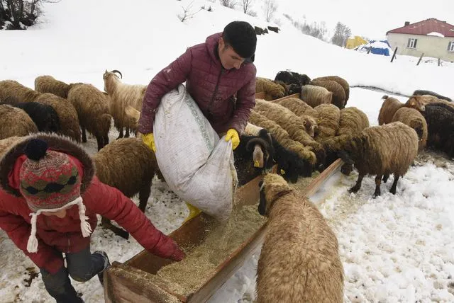 Bitlis'te Nisan Karı Şoku: Besiciler Yem Sıkıntısıyla Karşı Karşıya