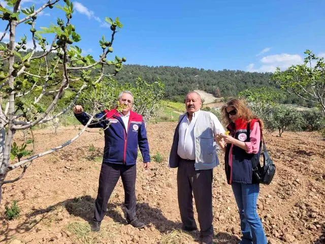Buharkent'te ilek bahçeleri kontrol edildi