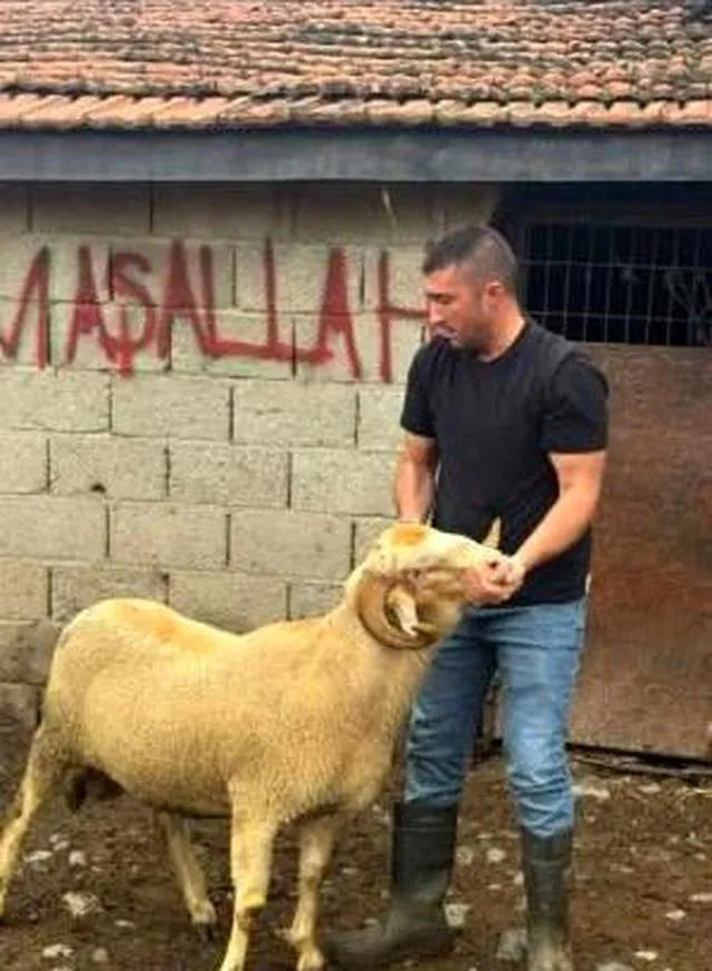 Burhaniye'de kurbanlıklar satışa çıktı