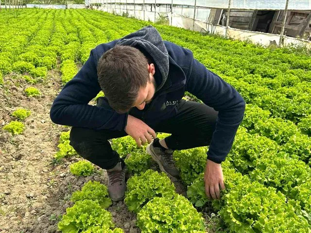 Bursa'da Marul Üreticisinin Yüzü Gülüyor: Tarlada 35 Lirayı Gören Fiyatlar Rekor Seviyeye Ulaştı