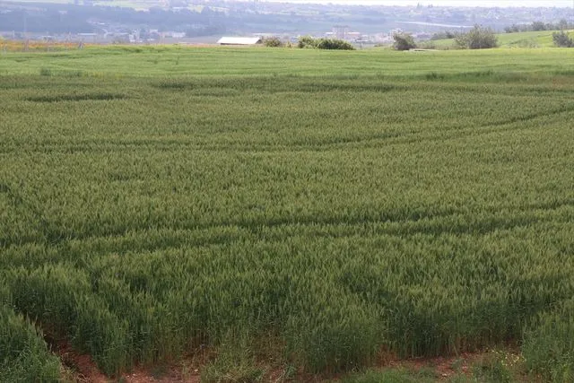 Çukurova'da çiftçiler artan yağışların etkisiyle buğdaydan yüksek verim bekliyor
