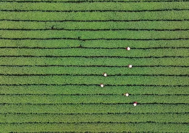 Doğu'nun Yeşil Hazinesi: Batı Longjing Çayının Hasat Mevsimi