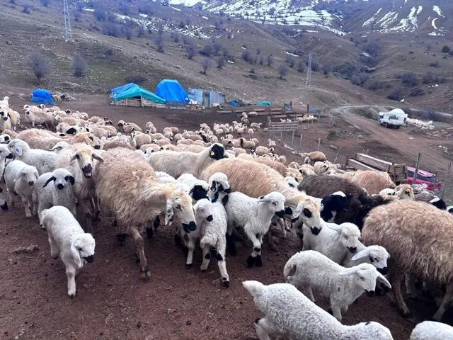 Erzincan Yaylalarında Bahar Coşkusu: Anne Koyunlar ile Yavrularının Kavuşma Anları Hayran Bıraktı