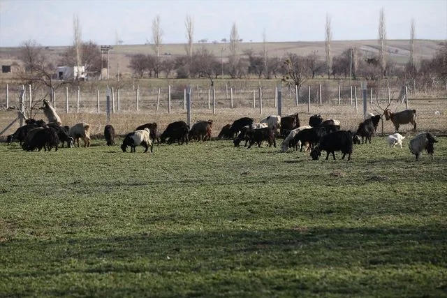 Eski hükümlü devlet desteğiyle sürü sahibi oldu
