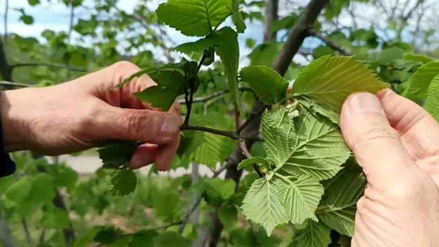 Fındıkta verim düşüklüğü maliyeti artırıyor
