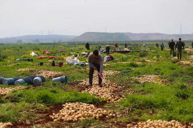 Hatay'da turfanda soğan hasadına başlandı