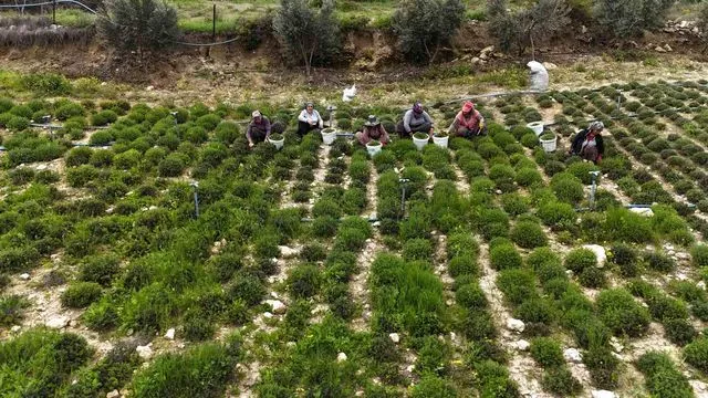 Hatay'da zahter hasadı başladı: Kilosu 300-400 TL