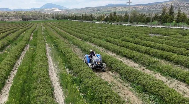 Isparta'da 'Pembe Elmas' Sezonu Başlıyor: Gül Rekoltesinde Büyük Artış Beklentisi