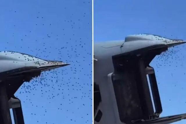 İsrail’de "Sarı alarm": Tarihin en büyük arı istilası askeri uçuşları durdurdu