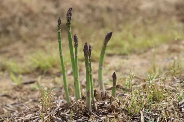 İzmir Tarımda Yeni Bir Sayfa Açıyor: Kuşkonmaz Üretiminde Türkiye Birinciliği Hedefleniyor