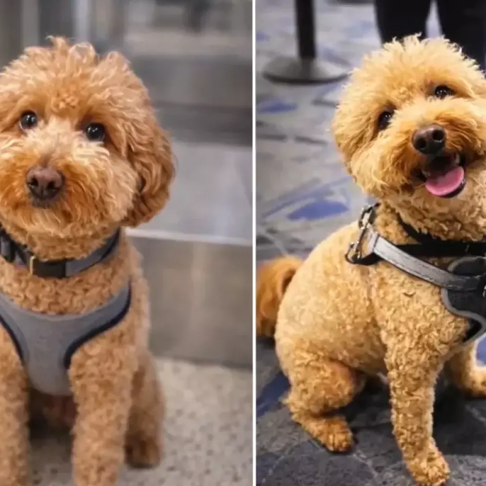 Las Vegas Havalimanında Köpeğini Terk Eden Kadın Tutuklandı