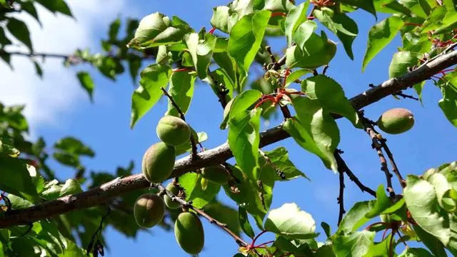 Malatya'da Kayısı Üreticisinin Kritik Bekleyişi: Çağla Dönemiyle Birlikte Umutlar Yeşerdi