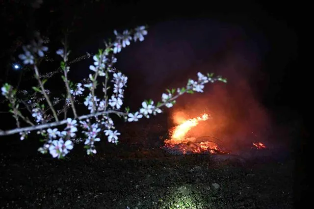 Manisa'da Badem Üreticileri Don Tehlikesine Karşı Nöbet Tutmaya Başladı