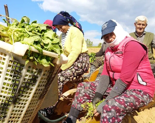 Manisa'da Tütün Dikimi Sezonu Başladı