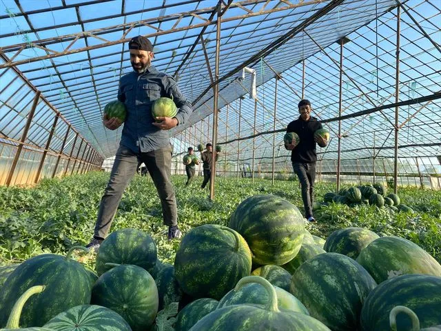 Mevsimin İlk Karpuzları Antalya Seralarında Hasat Ediliyor