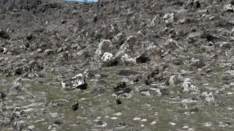 Adilcevaz'da domuzlar çiftçileri bezdirdi