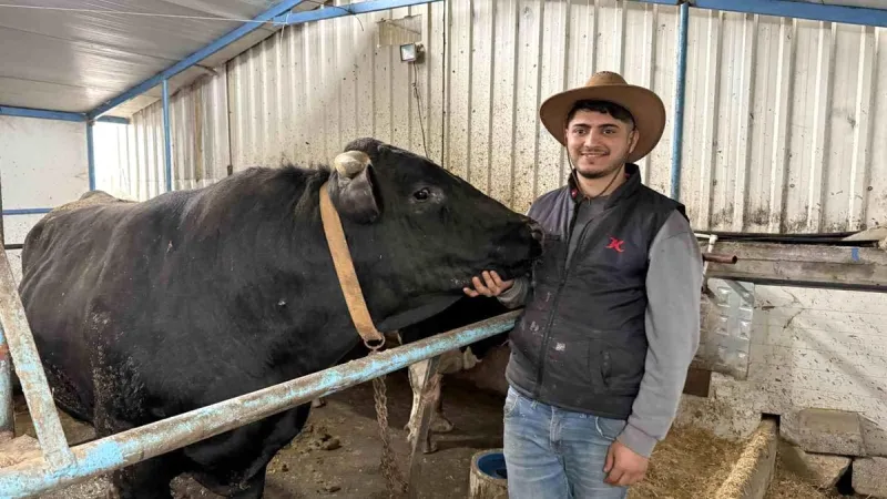 Aksiliklerinden kantara çıkamıyorlar: 4 yaşındaki dev tosunları gören bir daha bakıyor
