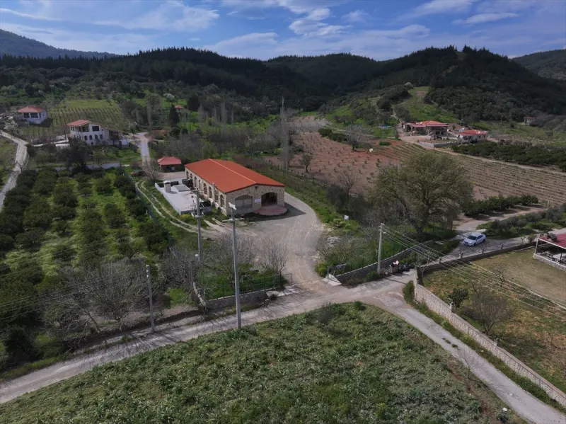 Anadolu'nun zeytinyağı mirası İzmir'deki 