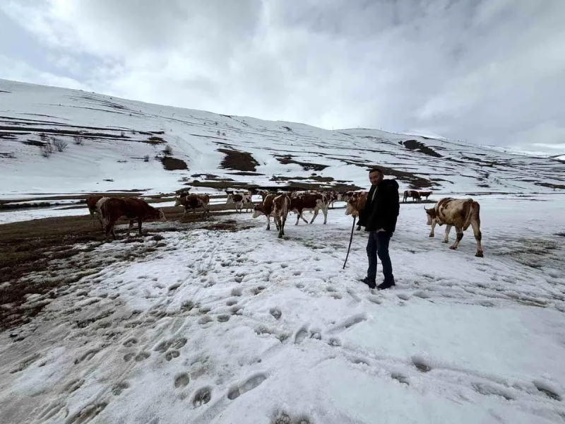 Ardahan'da kış mevsiminin uzaması hayvancılığı vurdu