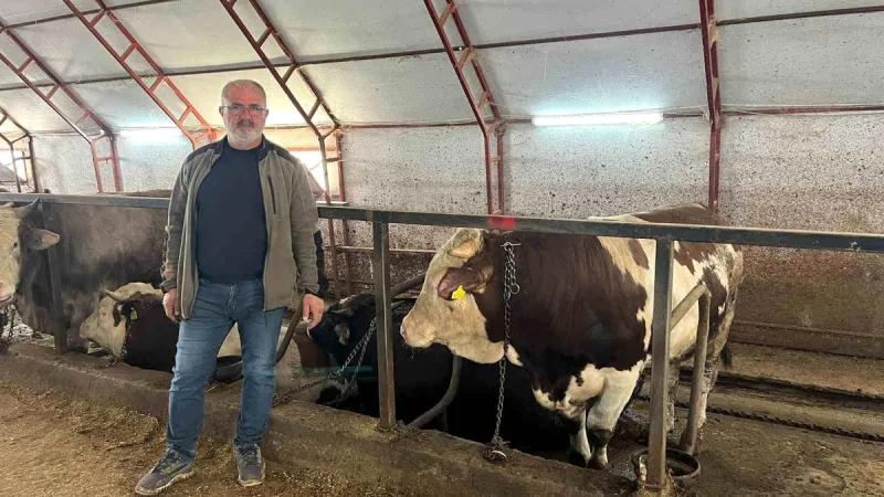 Artvin'de kurbanlıklar pazara çıkmayı bekliyor