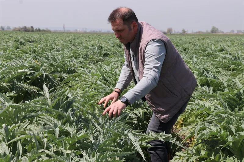 Ata toprağında enginar üretiyor