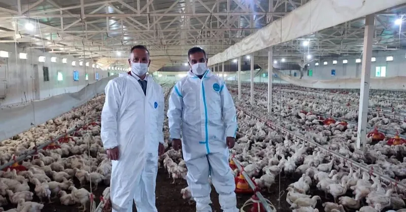 Aydın'da kanatlı üretimi 71 işletmede sürüyor