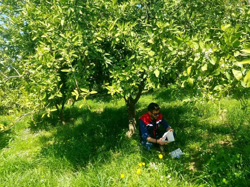 Aydın'da Zararlı Mücadelesi Sürüyor: Akdeniz Meyve Sineği izlenıyor
