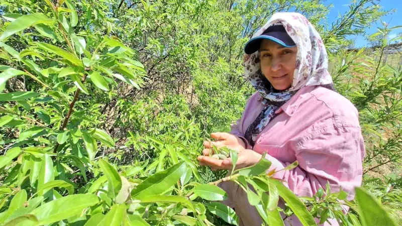 Baharın Habercisi Çağla Manisa Pazarda