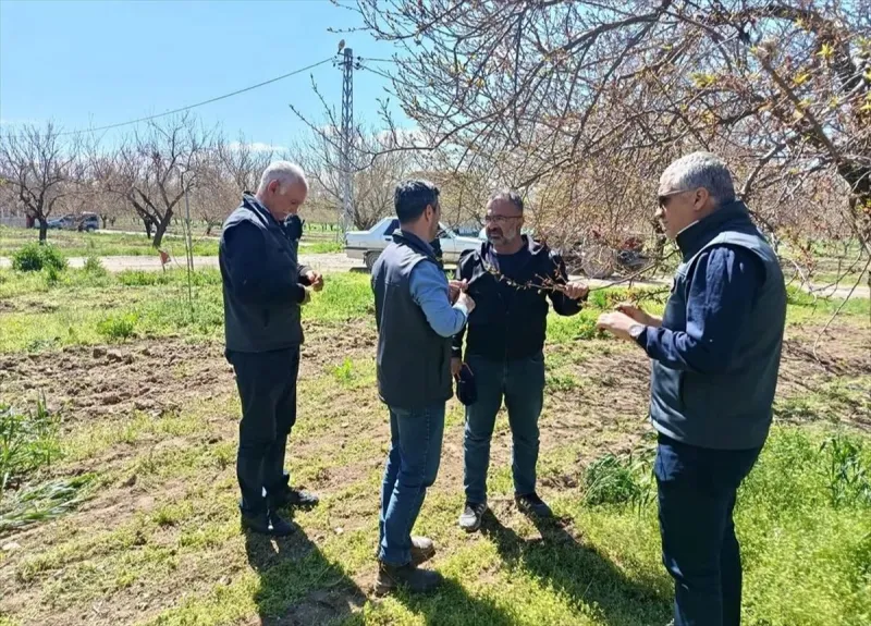 Baskil'de kayısı bahçelerinde teknik inceleme yapıldı