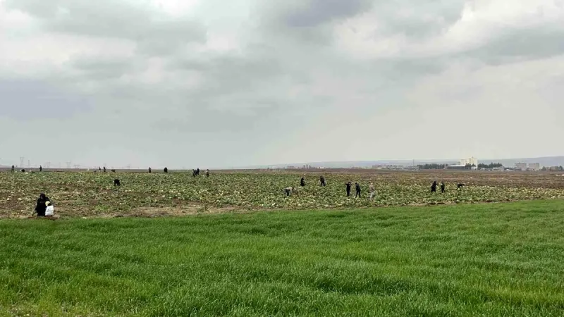 Bedava lahanayı duyan yağmura rağmen tarlaya akın etti