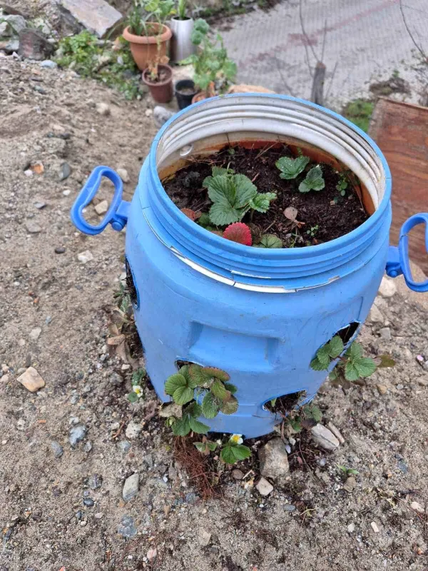 Buldanlı üreticiler atık malzemeleri tarımda değerlendiriyor